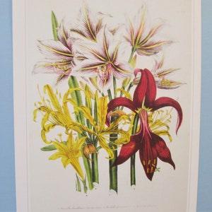 Garden Flowers, Amaryllis Lily Botanical Art Print/ Lily Bouquet Book Plate Illustration Wall Art decor for framing/ 9 3/4 X 14"