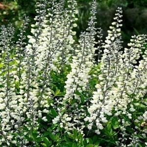 WHITE WILD INDIGO Baptisia Alba Hardy Wildflower Perennial Native 10 Seeds