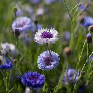 75 Classic Fantastic Bachelors Button Seeds / Centaurea Cyanus / Wildflower / Cottage Flower / Cornflower / English Garden / Wedding Flowers