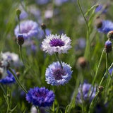 75 Classic Fantastic Bachelors Button Seeds / Centaurea Cyanus / Wildflower / Cottage Flower / Cornflower / English Garden / Wedding Flowers