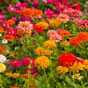 California Giants Zinnia Mix Seeds, Flower Seeds