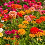 California Giants Zinnia Mix Seeds, Flower Seeds