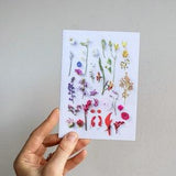 Wildflowers spectrum greeting card  ?? A collection of Western Australian native wildflowers