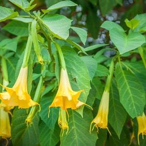 Yellow Angel Trumpet Flower Seeds in Packet, Flowering Plant Brugmansia Solanaceae Seeds, Medicinal, Toxic