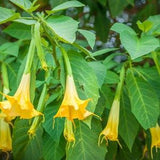 Yellow Angel Trumpet Flower Seeds in Packet, Flowering Plant Brugmansia Solanaceae Seeds, Medicinal, Toxic