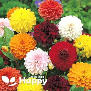 DAHLIA VARIABILIS SHOWPIECE Double Mix - 20 seeds - Very Uniform Flower