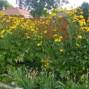 25+ Cutleaf Coneflower SEEDS, Rudbeckia laciniata