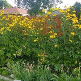 25+ Cutleaf Coneflower SEEDS, Rudbeckia laciniata