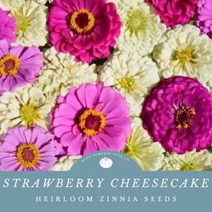 Strawberry Cheesecake Zinnia (annual / heirloom) seed blend: Pink, lavender, purple and white zinnia seed mix, annual seed mix