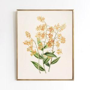 Golden Orchid | Vintage flower illustration art print botanical peach | sizes 5x7 8x10 11x14