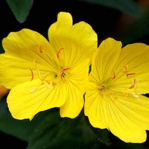 Evening Primrose Seeds Canada, Zone 3-9 Biennial Plant, Hardy Flower Yellow Flower Buttercup, Onagre Semences, Oenothera Lamarckiana