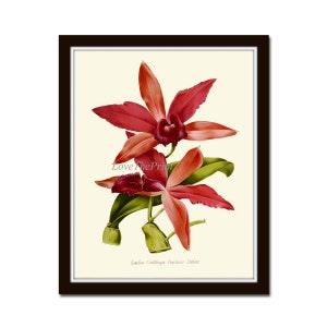 Orchid Wall Art Botanical Print IH704 Beautiful Pink Antique Tropical Home Room Decor Decoration Pink Red Green Flower Flowers to Frame IH