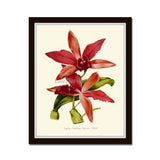 Orchid Wall Art Botanical Print IH704 Beautiful Pink Antique Tropical Home Room Decor Decoration Pink Red Green Flower Flowers to Frame IH