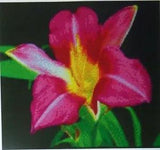 Flower Magenta Day Lily Counted Cross Stitch Chart  #14-104