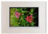 Wild Flowers Plants 013062 Pink Lily Tulips Watercolour Picture Frame