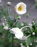 Anemone hupehensis fo. alba Flower Delivery
