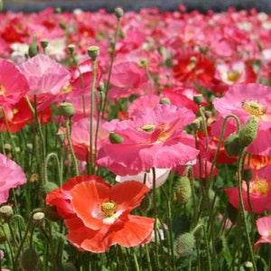 Shirley Mix Poppy Flower Seeds - Organic & Non Gmo Seeds - Heirloom Seeds ?C Flower Seeds - USA Garden Seeds