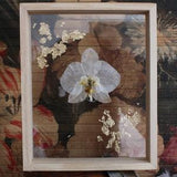 Floating frame / pressed orchid / Herbarium / dried flowers / wall