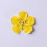 12PCS Real Pressed Dry yellow flower, floral supply for art, candle FSS40