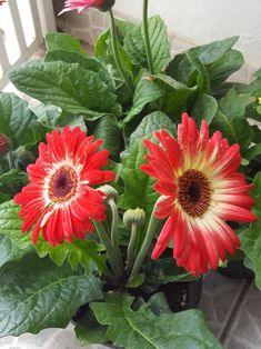 The Complete Gerbera Daisy Care Guide - FTD.com Flower Delivery