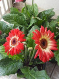 The Complete Gerbera Daisy Care Guide - FTD.com Flower Delivery