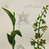 Violet Helleborine Orchid Print - Original Antique Botanical 1880s - Epipactis viridiflora (plant flower seed orchidaceae Orchidaceae pink)