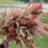 Texas Plume Celosia 50 seed packet (OHIO grown)