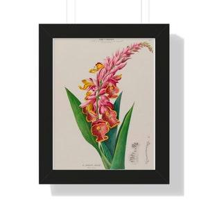 Rare Ginger Orchid framed wall art  ~ Academia Print ~ Vintage Botanical Art Print ~ Plant lovers print ~ Tropical Aesthetic ~ Rare Flower