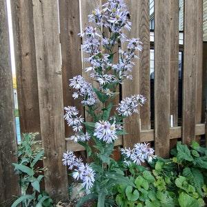 25+ Smooth Blue Aster SEEDS, Symphyotrichum laeve