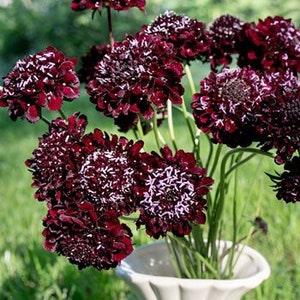 20 Scabiosa ??black knights ?? - SCABIOSA ATROPURPUREA- great for the flower bed or patio containers