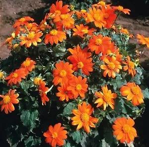Tithonia Rotundifolia 50 Seeds, Mexican Sunflower Herb Daisy Shrub