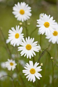 9 Summer Flowers and Their Secret Meanings Flower Delivery