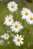 9 Summer Flowers and Their Secret Meanings Flower Delivery