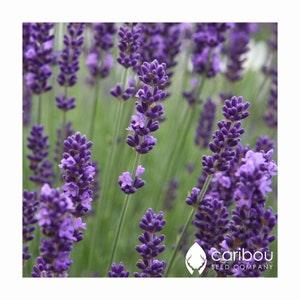 Perennial  | ORGANIC LAVENDER Seed | 100 Seeds  | Fragrant Spikes of Purple Blooms  | Extremely Fragrant | Fresh Organic, Heirloom Seed