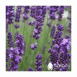 Perennial  | ORGANIC LAVENDER Seed | 100 Seeds  | Fragrant Spikes of Purple Blooms  | Extremely Fragrant | Fresh Organic, Heirloom Seed