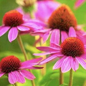 50+ seeds / Purple Coneflower Seeds /  Echinacea Seeds / Perennial / (#W4)