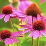 50+ seeds / Purple Coneflower Seeds /  Echinacea Seeds / Perennial / (#W4)