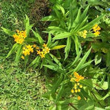 Silky Gold Tropical Milkweed Seeds