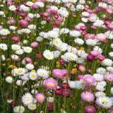 100 MIXED DOUBLE ACROCLINIUM aka Paper Daisy Helipterum Roseum Flower Seeds