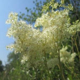 QUEEN Of THE PRAIRIE White Filipendula Ulmaria Hardy Perennial, 5 Seeds