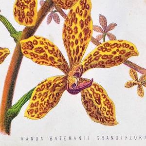 1875 Rare Two-Panel Antique Botanical Chromolithograph by James Anderson. Vanda Batemanii Grandiflora