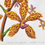 1875 Rare Two-Panel Antique Botanical Chromolithograph by James Anderson. Vanda Batemanii Grandiflora