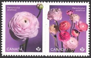 2023 Canada SC# Flowers - Ranunculus - die cut pair from booklet - M-NH -1