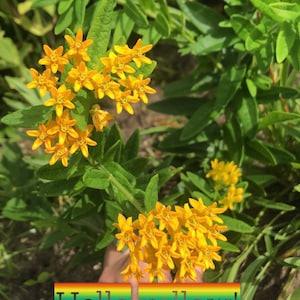 Hello Yellow Tuberosa Milkweed Seeds