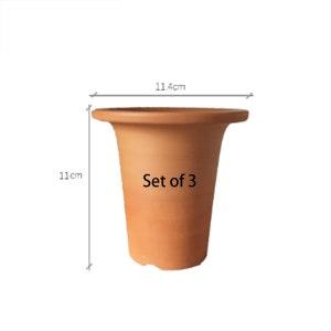 Neofinetia falcata 4" Clay pot (Tall) (Set of 3)