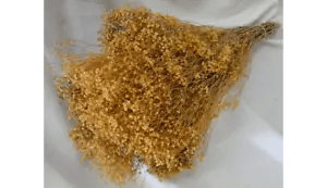 NATURAL AIR DRIED NATURAL TAN BROOM BLOOM - FLORAL FOLIAGE FILLER