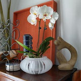 OVAL (small)-Orchid Planter-Succulent Planter-Small Size-Indoor-Outdoor-Hanging-Orchid Basket