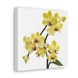 Yellow Orchid Canvas Wall Art Orchid Wall Flower Wall Art Floral Wall Art Orchid Wall Decor Orchid Art Print Painting White