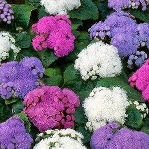Floss Flower Flowers Blend 0.2g - 500 Seeds - Ageratum Houstonianum NON GMO