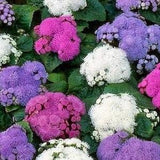 Floss Flower Flowers Blend 0.2g - 500 Seeds - Ageratum Houstonianum NON GMO